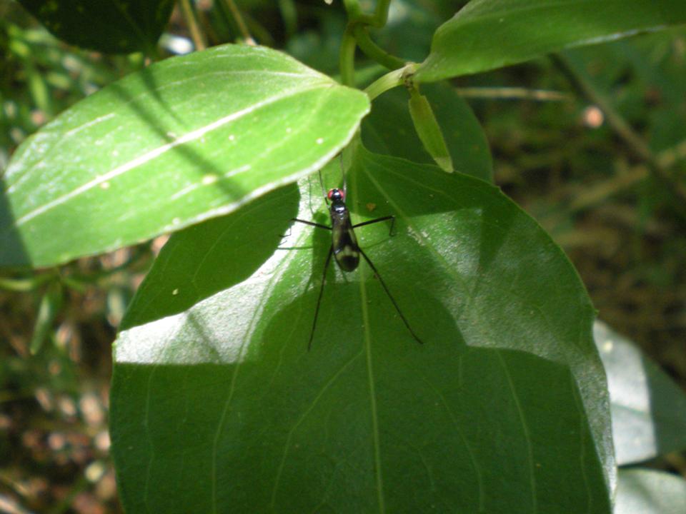 FIGURE 1 FIGURE 1